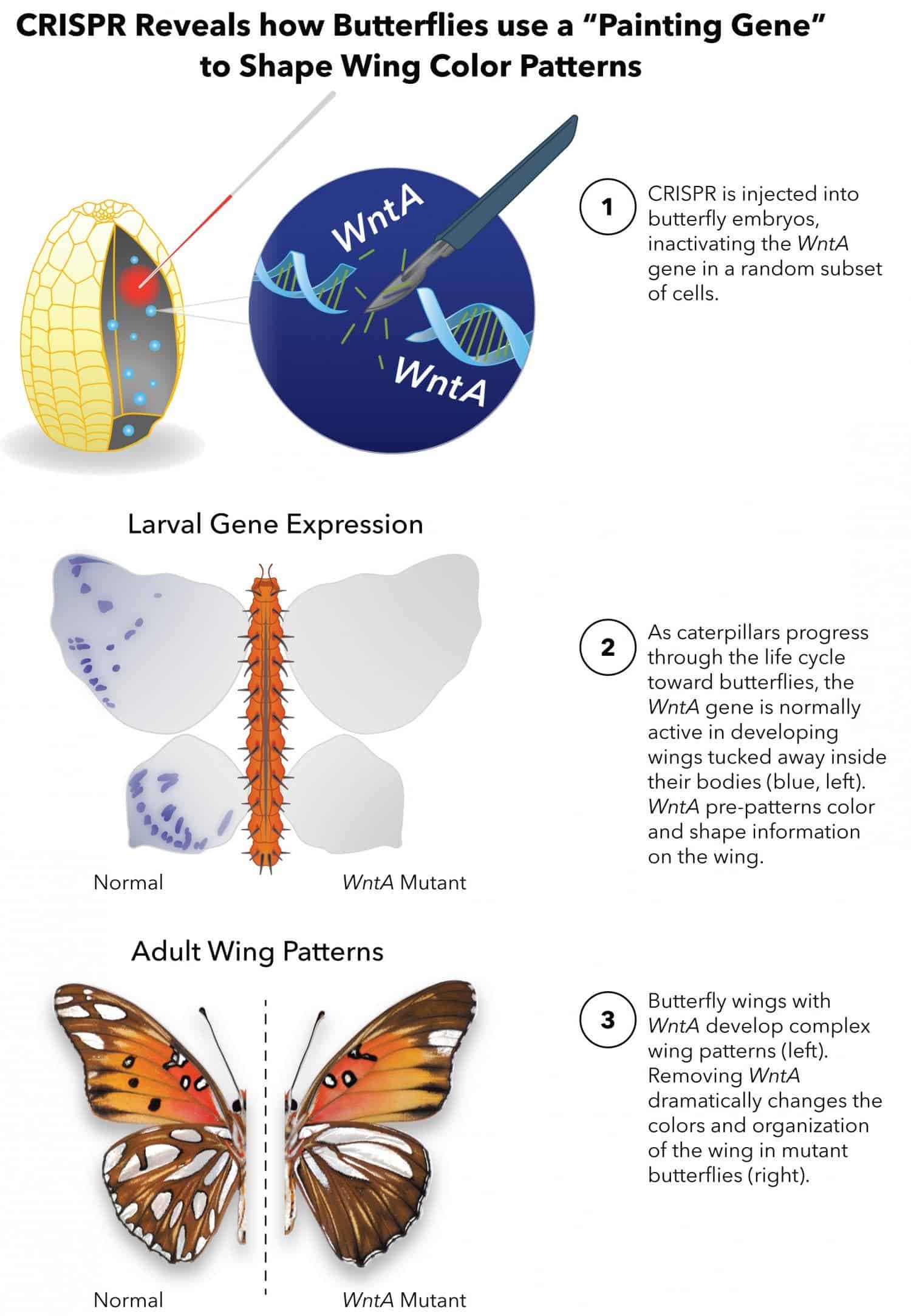 Schematic describing the CRISPR gene-editing technology used to investigate the key gene that determines butterfly wing patterns. Credit: The George Washington University