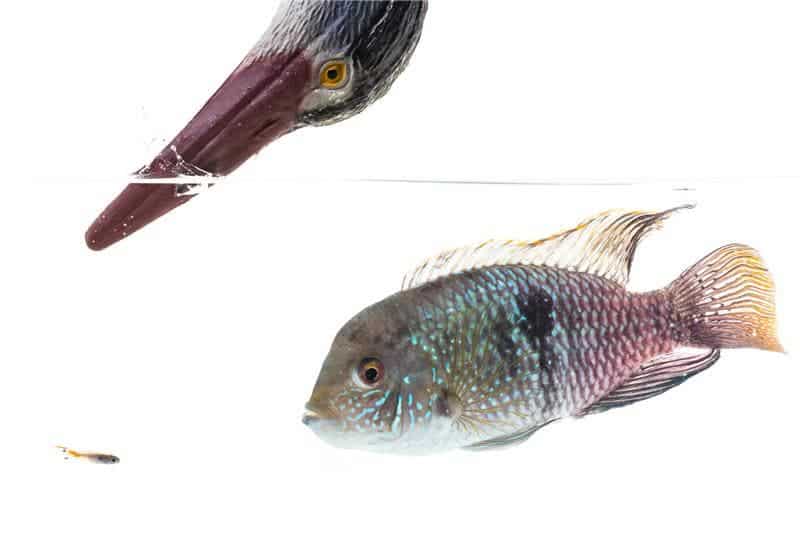 A mock-up image showing a Trinidadian guppy (the small fish), a blue acara cichlid and a model of a heron. Credit: Copyright Tom Houslay, University of Exeter