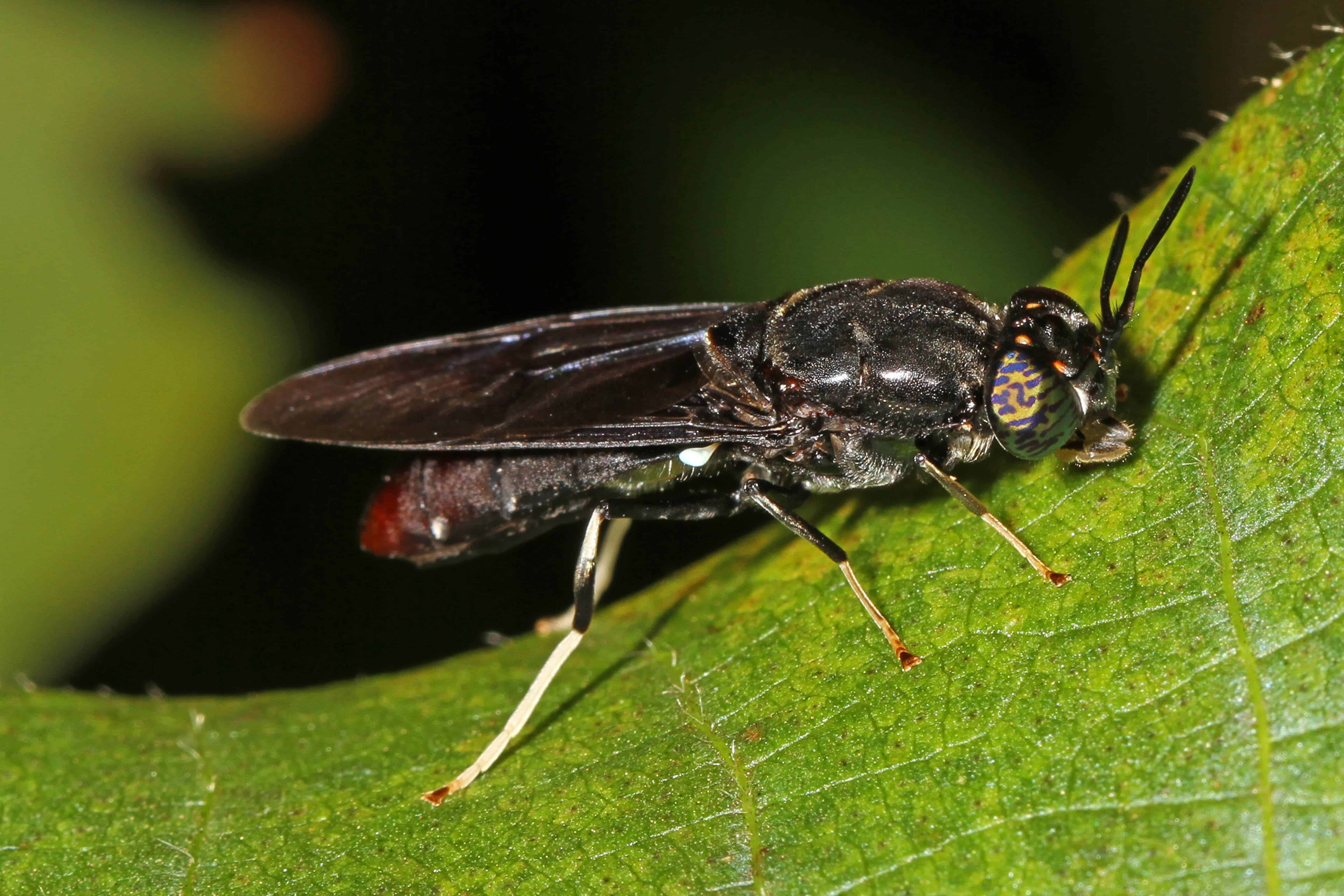 The Black Soldier Fly -- Hermetia illucens. Image credits: Judy Gallagher.
