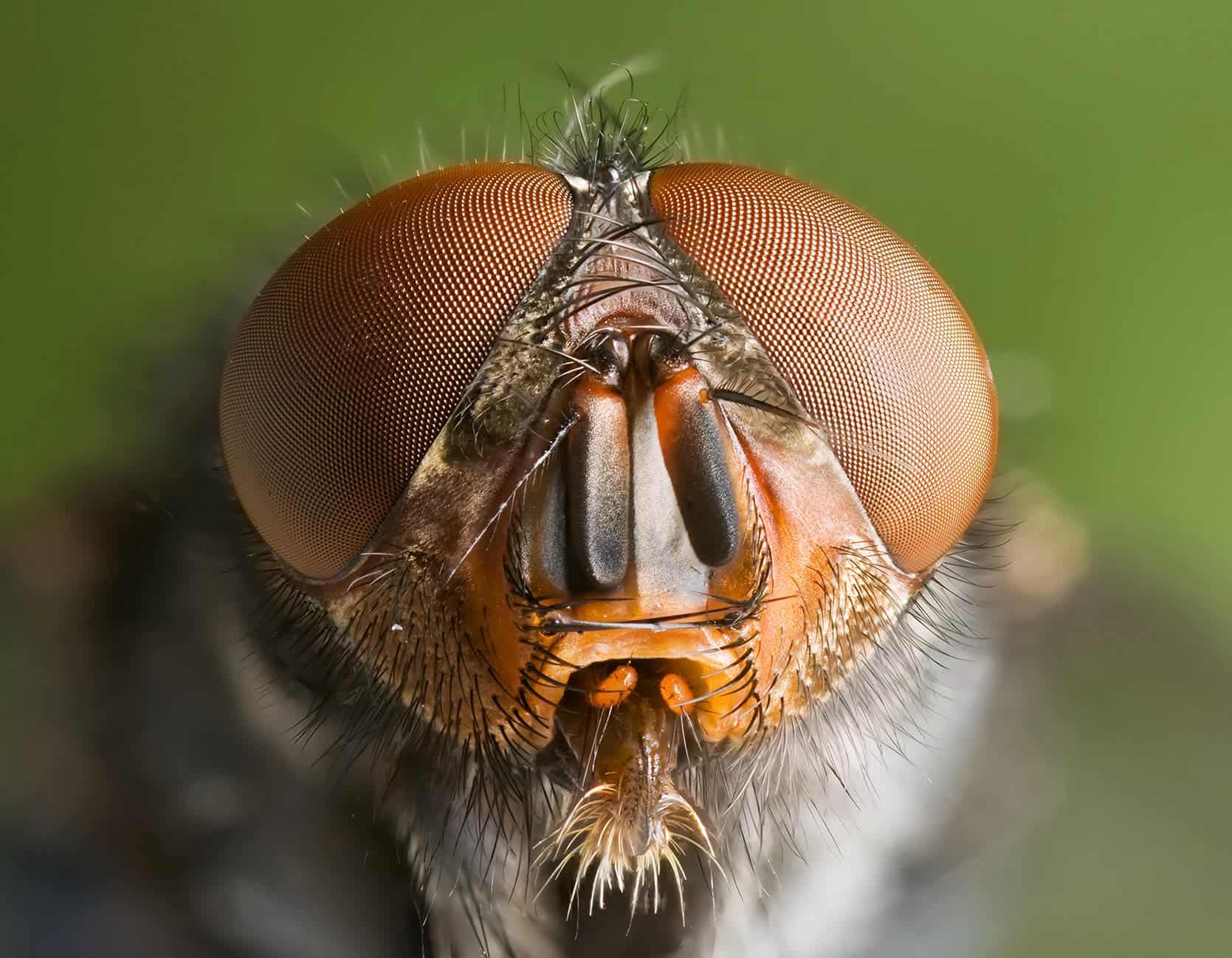Arthropods such as this Calliphora vomitoria fly have compound eyes. Image credits: JJ Harrison.