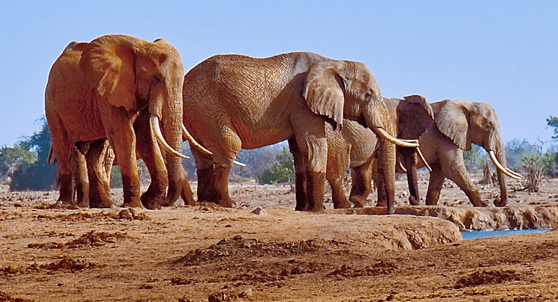 Elephants at a waterhole in Tsavo East National Park in Kenya. Credit: Wikimedia Commons.