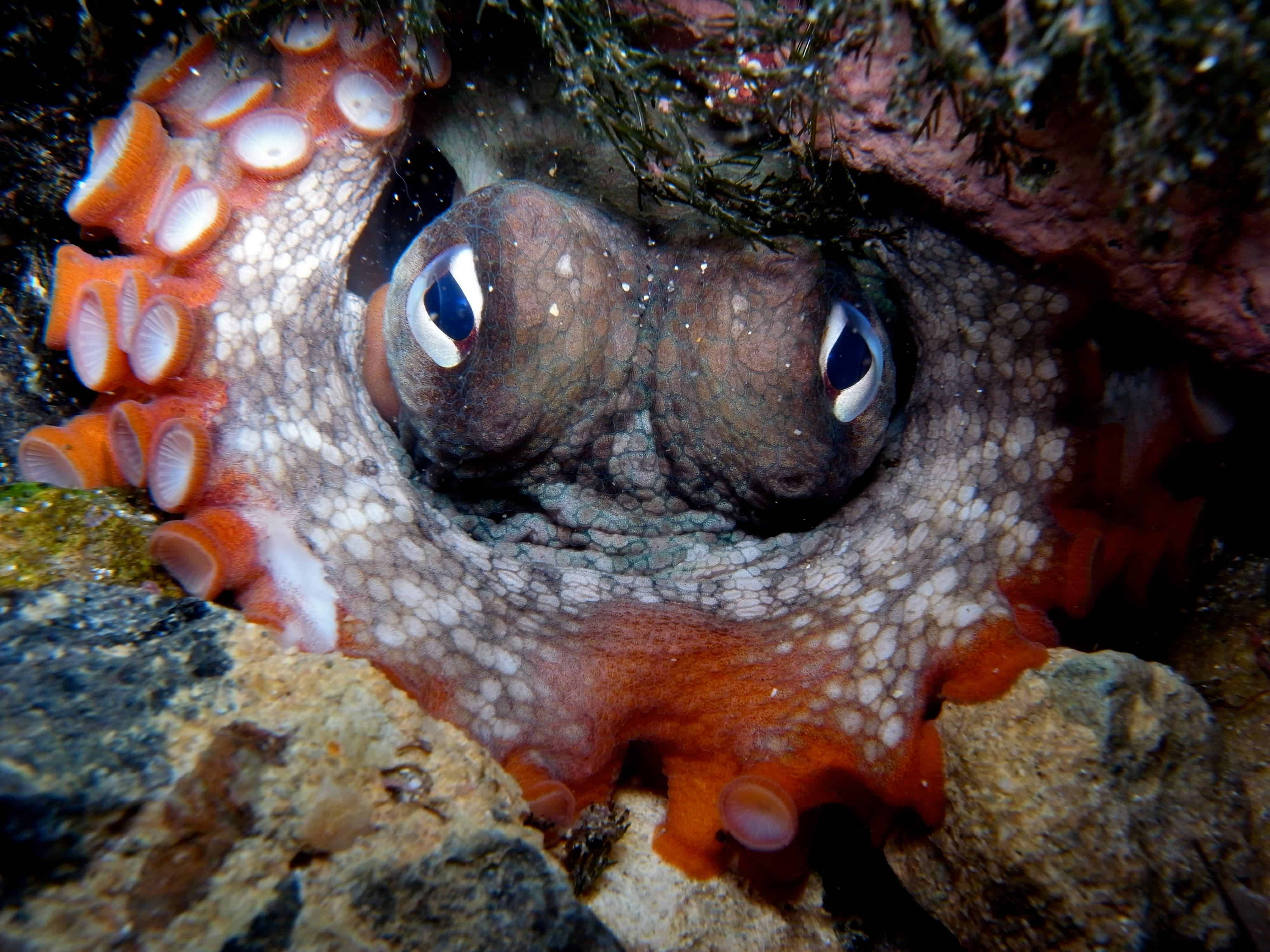 Octopus tetricus is hiding under a rock in Clovelly Pool, Sydney, NSW, Australia (not from this study). Image credits: Sylke Rohrlach.