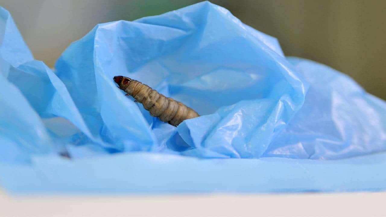 One of the larvae on a plastic bag. Image credits: César Hernández/CSIC.