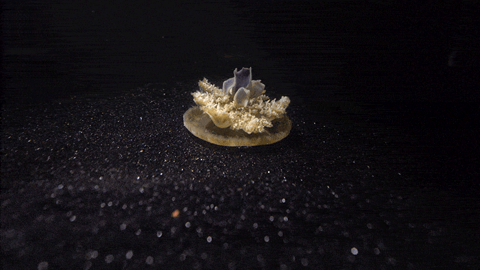 At night, Cassiopea jellies pulse less frequently. This may be a clue that the animals are sleeping. Credit: Caltech. 