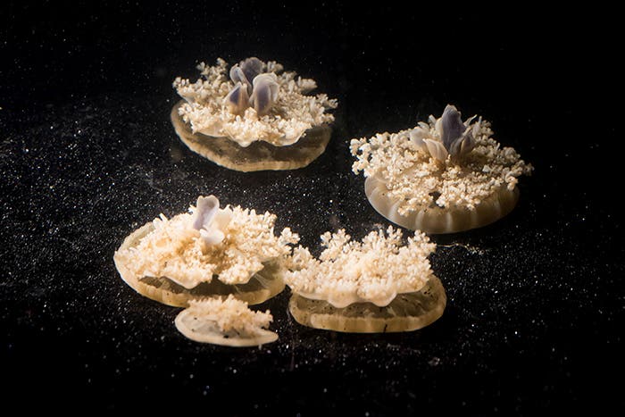 Cassiopea jellyfish are the only animals we know of that sleep despite lacking a centralized nervous system. Credit: Caltech