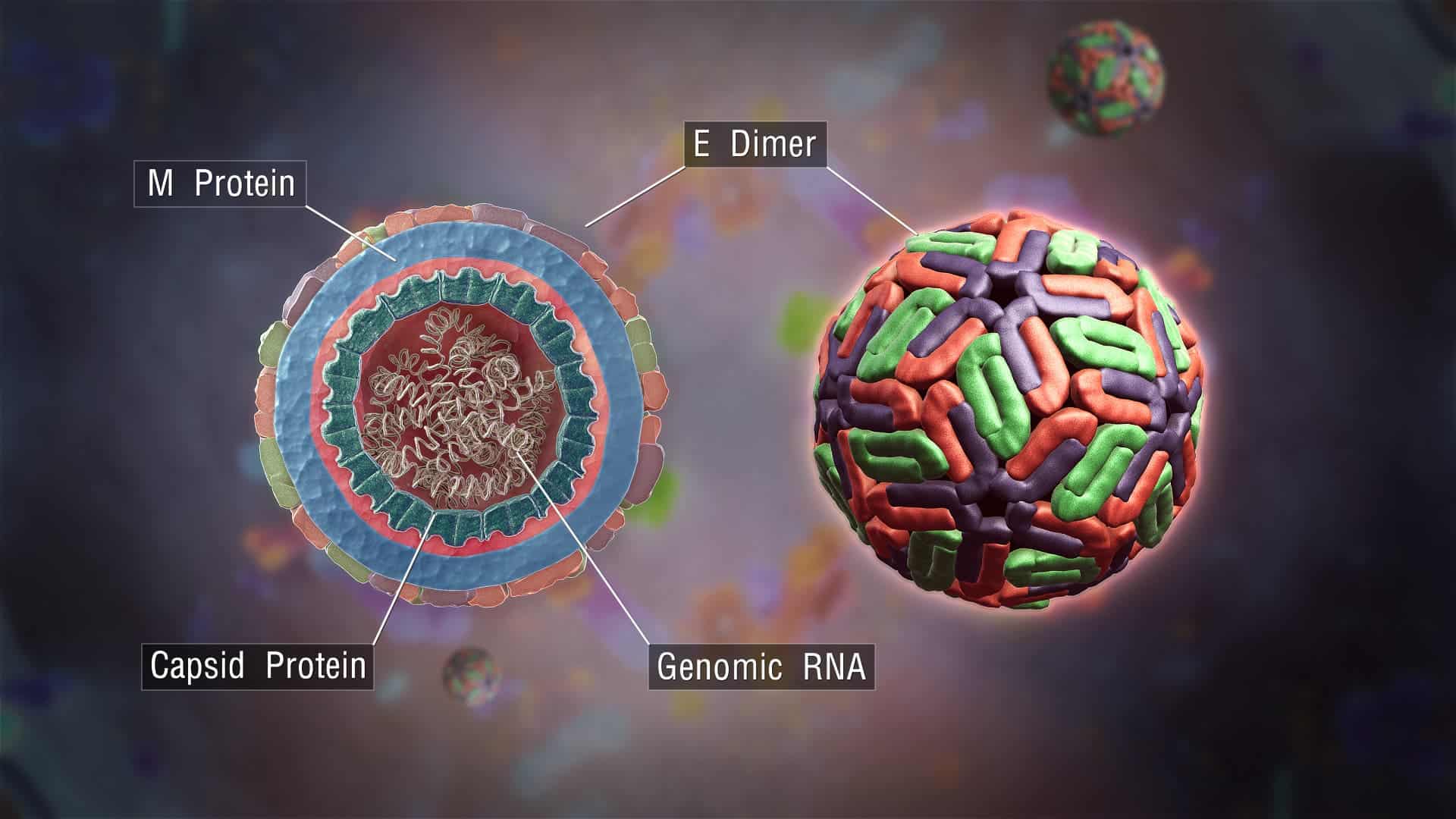 The simple structure of a virus, in this case Dengue. Image credits: Girish Khera, Scientific Animations.