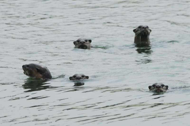 Smooth-coated otters learn from each other, especially when they are young. Image credits: Kokhuitan.