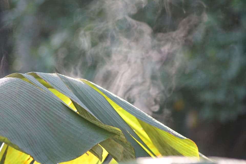 A banana leaf a million times bigger than a common heather leaf. Credit: Pixabay.