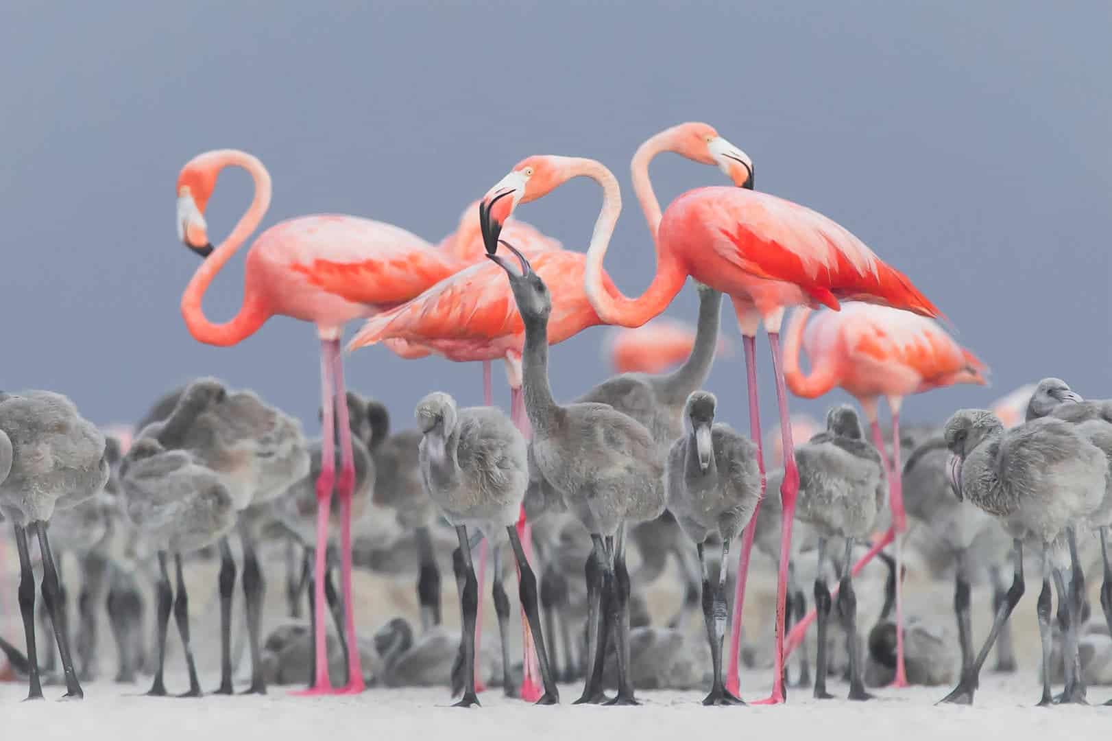 Winner, Bird Photographer of the Year 2017. Feeding Flamingos by Alejandro Prieto Rojas.