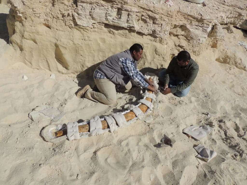 A 500,000-year-old tusk belonging to E. recki discovered in Saudi Arabia's Nafud Desert. Credit: Saudi Geological Survey.