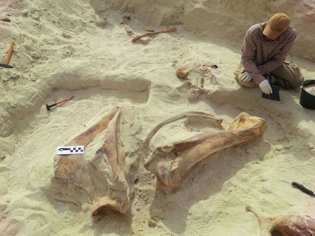 E. recki scapular bone (shoulder blade) and humerus (upper arm). Credit: Saudi Geological Survey. 