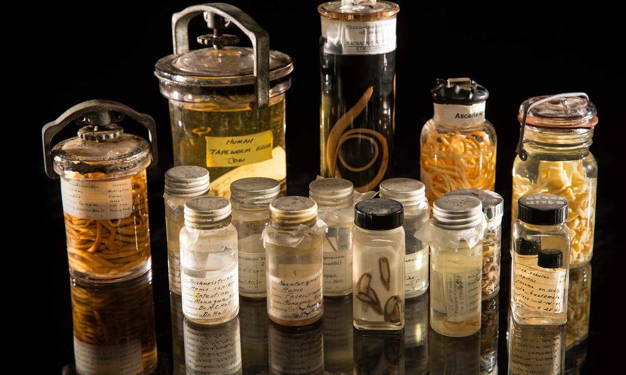 Parasites are a tough sell, and it's easy to understand why. An eclectic mix of specimens from the Smithsonian’s parasite collection. Credits: Paul Fetters for the Smithsonian Institution/Courtesy of Science Advances