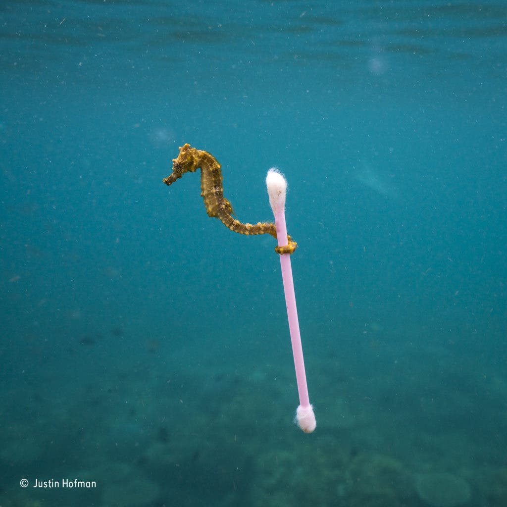 A small seahorse holds a cotton swab tightly in Indonesia. Credit: Justin Hofman via Natural History Museum.