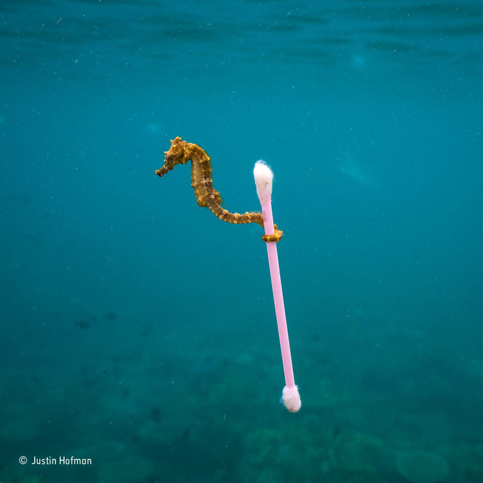 A small seahorse holds a cotton swab tightly in Indonesia. Credit: Justin Hofman via Natural History Museum.