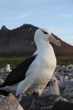 A black-browed albatross and chick. Image credits: Julie McInnes.