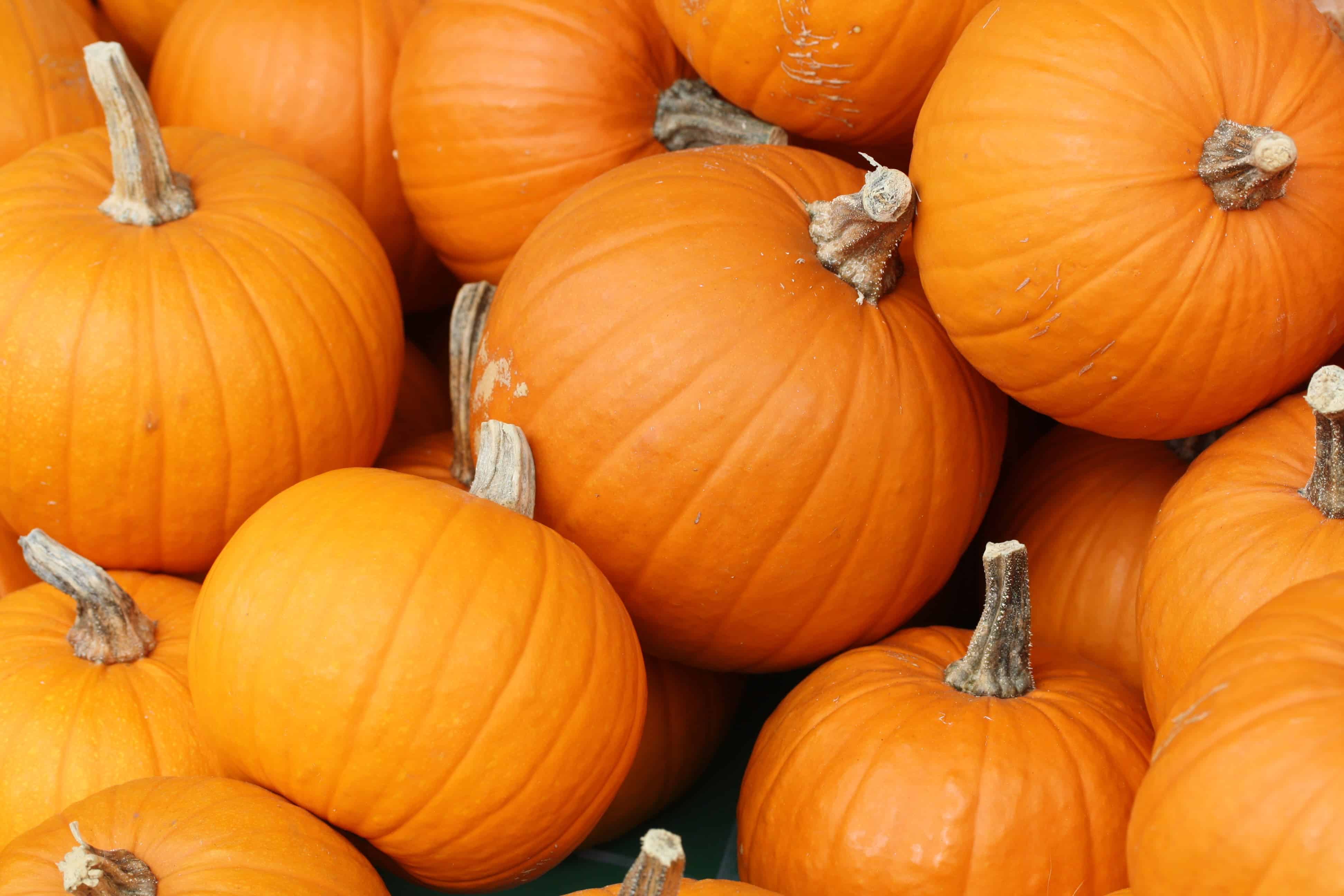 Pumpkins are a commercially important food source. Image credits:  Danielle Scott.