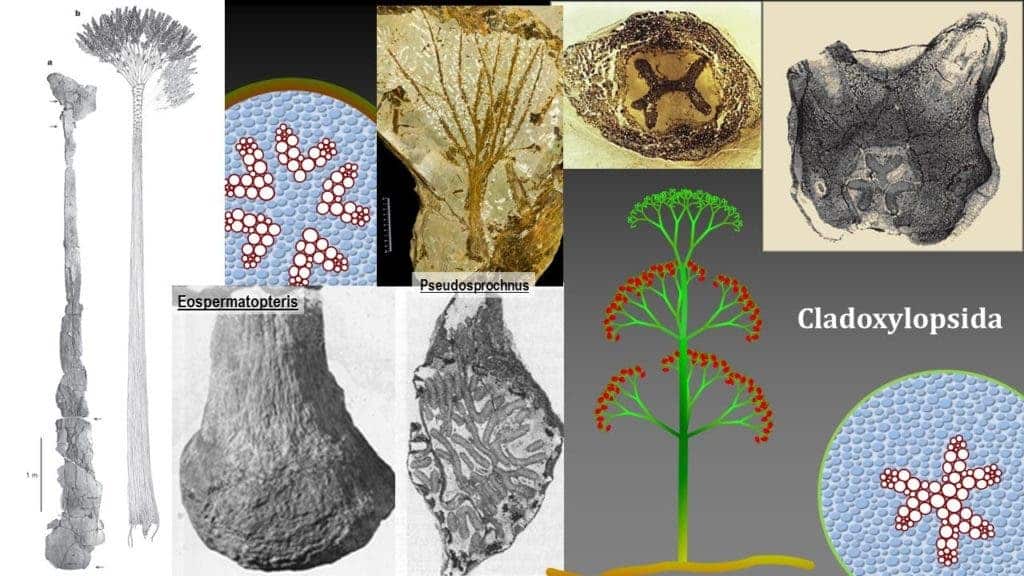 The Cladoxylopsids were a geologically short-lived, fern-like group of plants, which displayed complex morphological and anatomical patterns. Credit: Plant Evolution & Paleobotany.