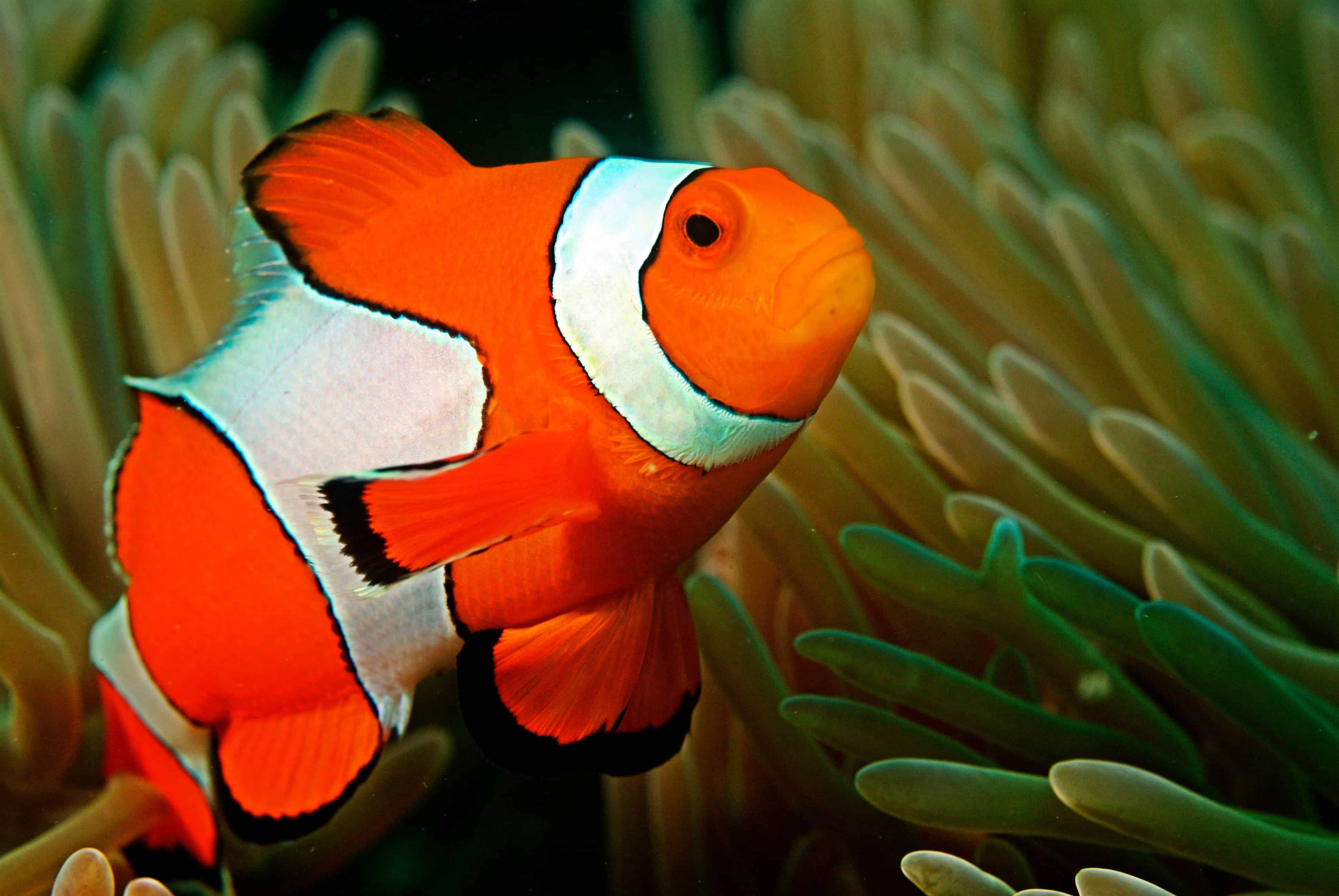Clown fish in the Andaman Coral Reef. Credits: Ritiks / Wikipedia.