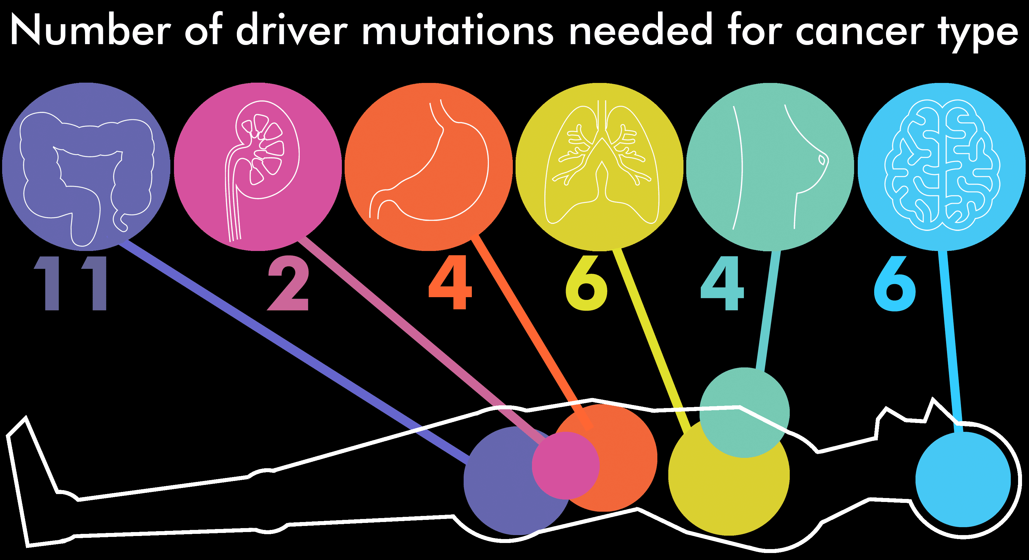 Approximate number of driver mutations needed to cause cancer by area of the body. Image credits: The Sanger Institute.