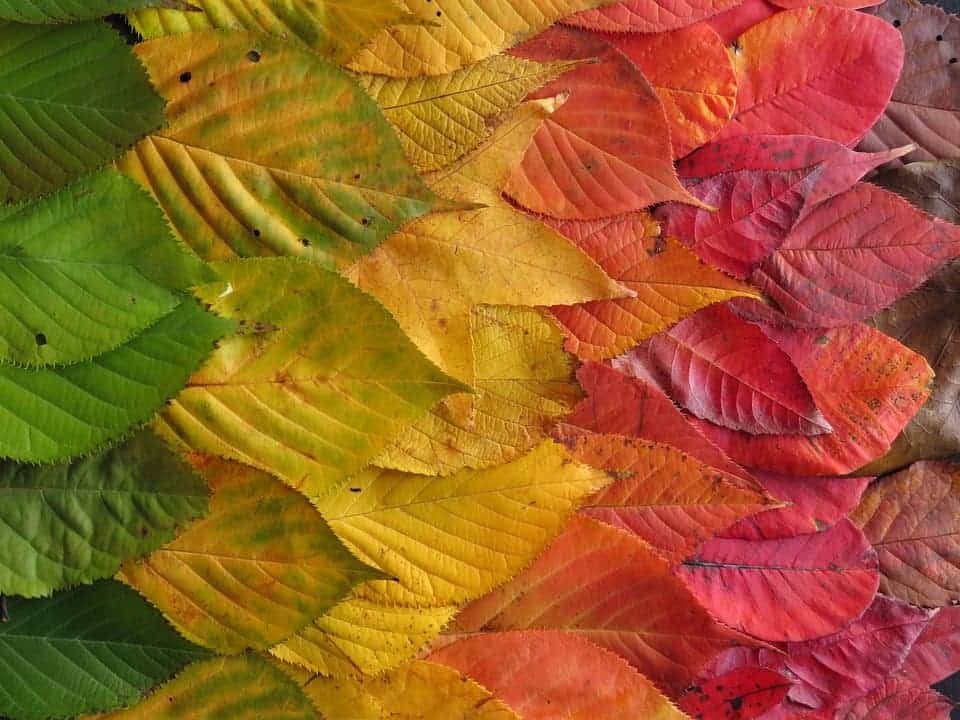 Colors_of_autumn