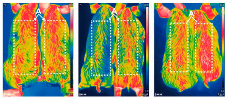 By burning more fat, pigs keep their bodies warmer, burning more fat to produce leaner meat. Infrared pictures of 6-month-old pigs taken at zero, two, and four hours after cold exposure show that the pigs' thermoregulation was improved after insertion of the new gene. The modified pigs are on the right side of the images.
Zheng et al. / PNAS.
