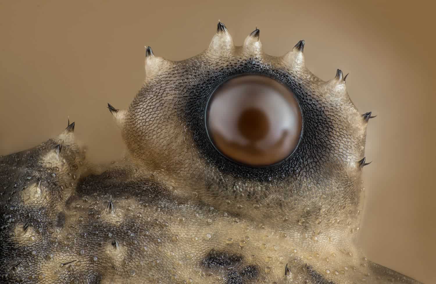 The 12th place winner shows a closeup of the eye of an Opiliones (daddy longlegs) magnified 20x.