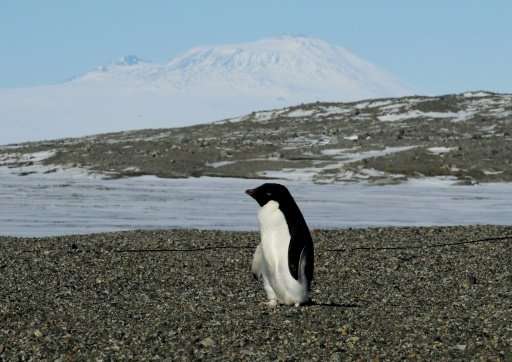 Mass starvation has wiped out thousands of Adelie penguin chicks in Antarctica. Image credits: Yan Ropert-Coudert / WWF.