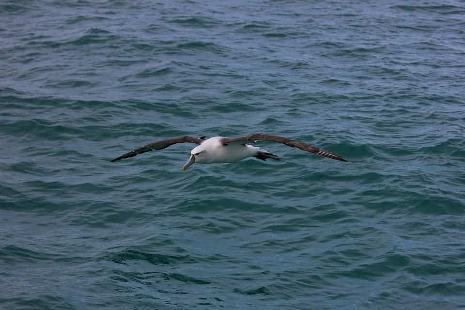 albatross soaring