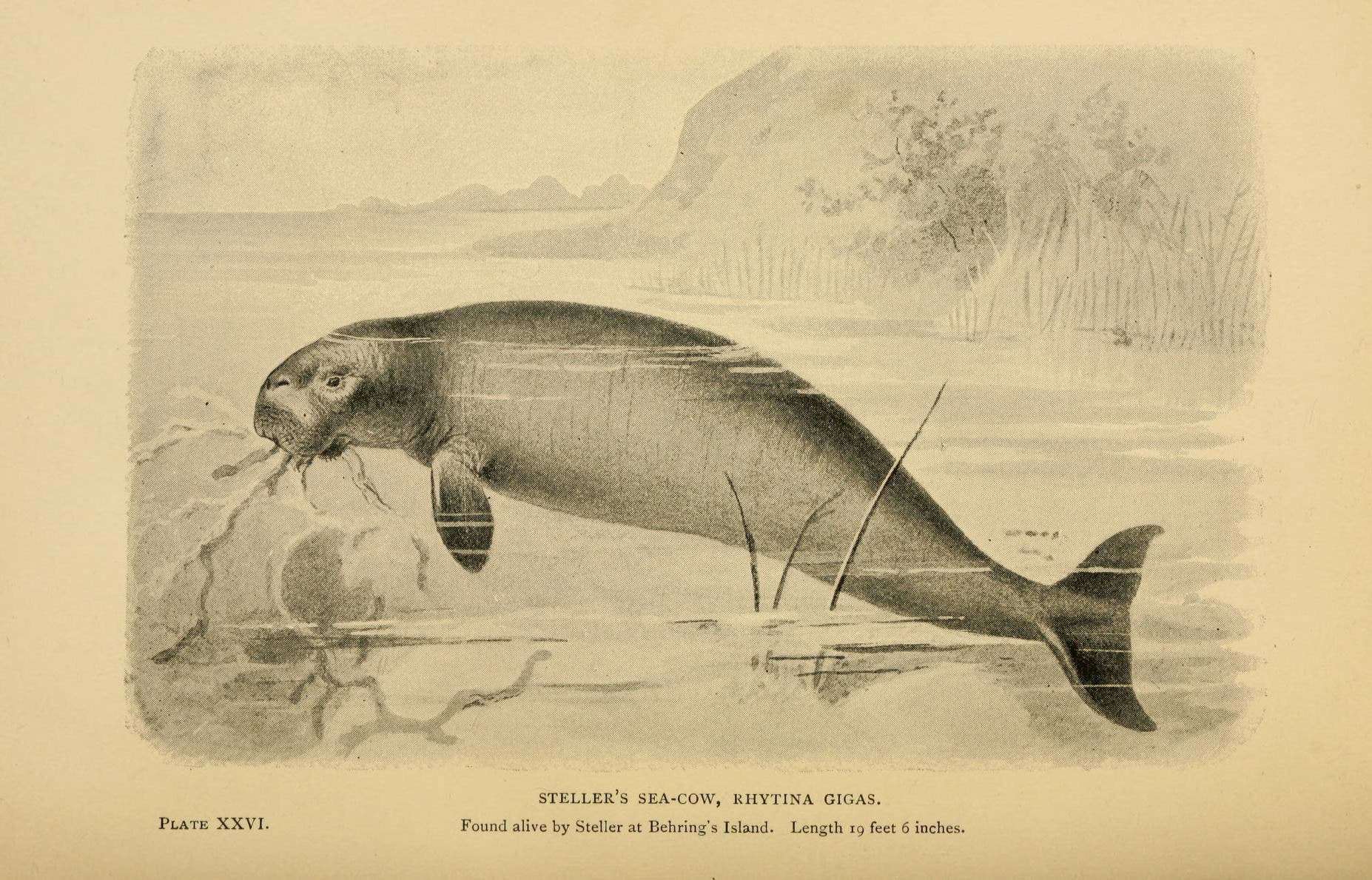 Illustration of Steller's sea cow. Credit:: Biodiversity Heritage Library.