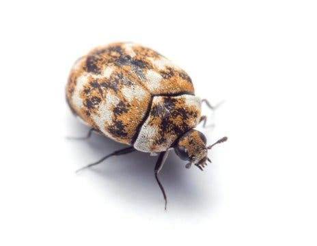 Carpet beetles were among the most common household arthropods. Image credits: © Matt Bertone of North Carolina State University,