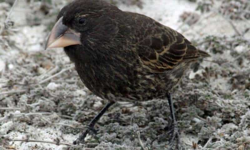 A member of the G. conirostris species, this bird flew from roughly 100 kilometers away to establish a new home on the Galapagos island of Daphne Major. There, the bird mated with a member of the G. fortis species to give rise to the Big Bird lineage. Credits: B. R. Grant.