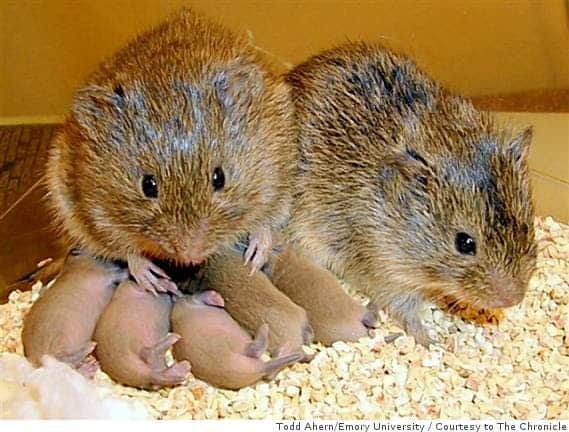 When one vole turns to drinking, the pair's relationship suffers. Image credits: theNerdPatrol.