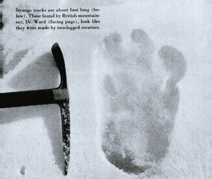 The famous yeti footprints found in the 1950s. Image credits: Gardner Soule.