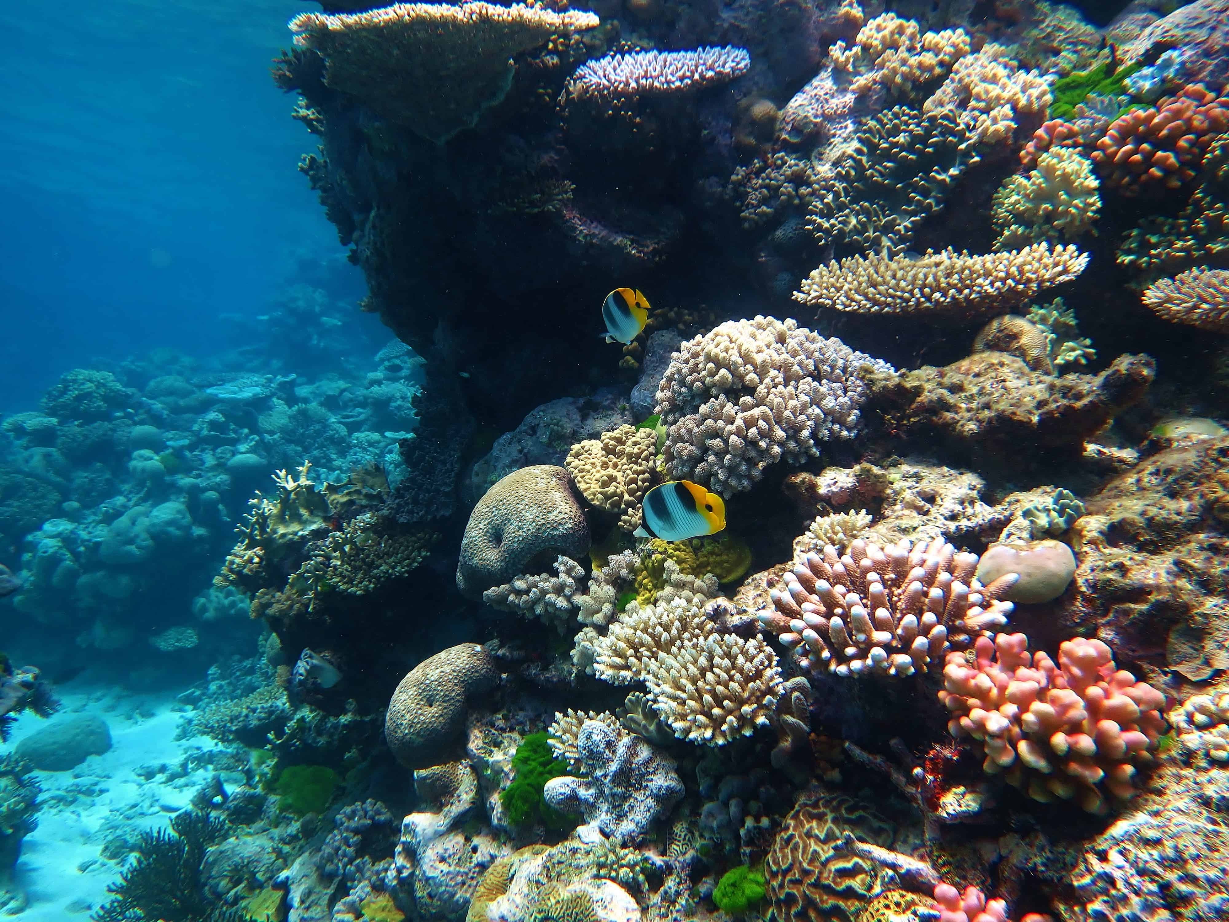 Coral Reef Images Info.