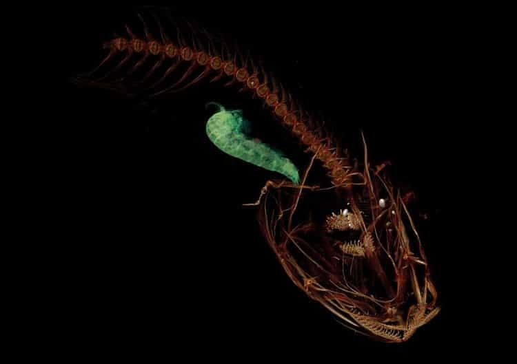 A CT scan of the Mariana snailfish. A small crustacean colored in green is seen in the snailfish’s stomach. Credit: Adam Summers/University of Washington.