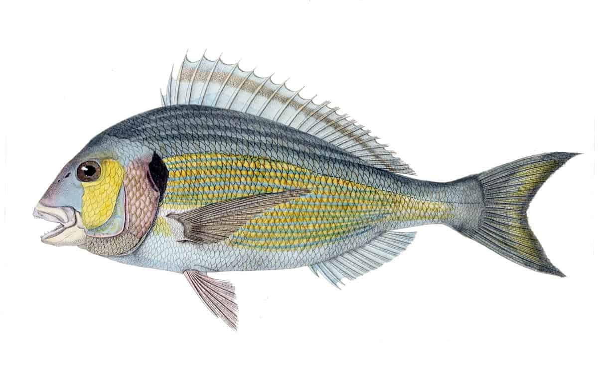 Fish (depicted here: Sparus aurata) turned out to be more complex than we thought. Image credits: Werner - Histoire naturelle des poissons.