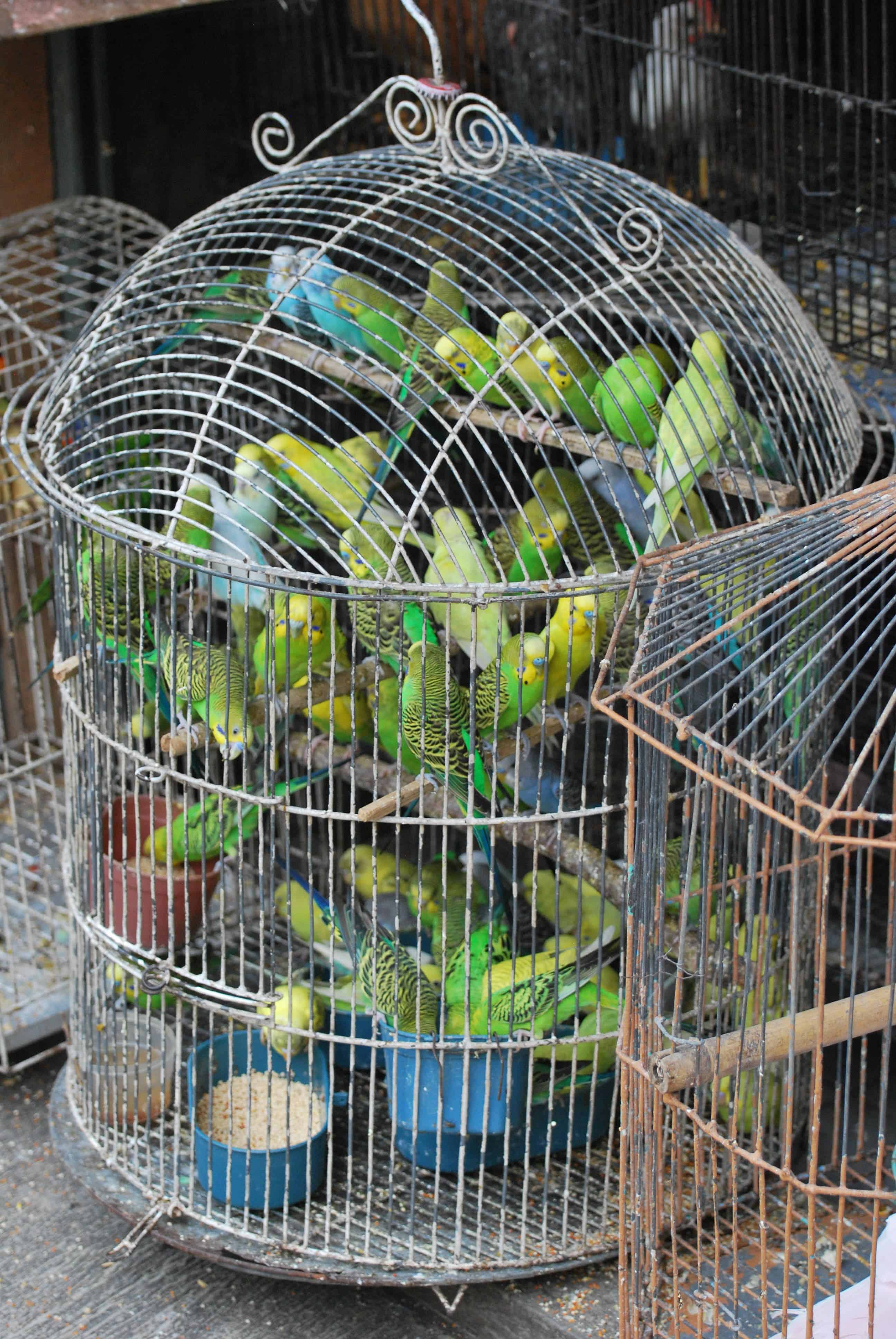 Cramped wild birds being sold in Indonesia. Image credits: Krotz.