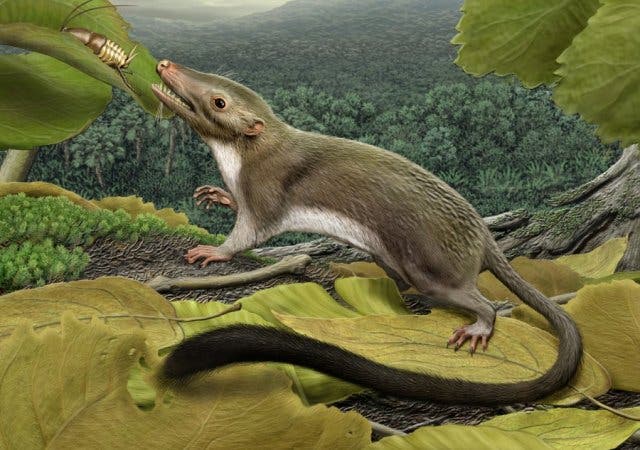 Mammals were free to occupy day-time niches after dinosaurs disappeared. Credit: Carl Buel.