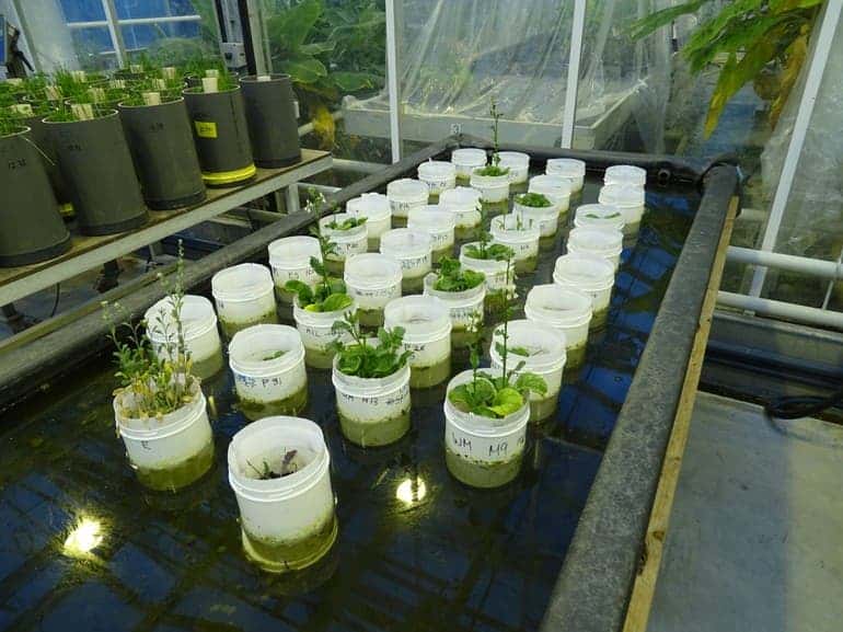 Overview of the pots with rucola and Mars soil simulant and Earth control. Image credits: Wieger Wamelink.