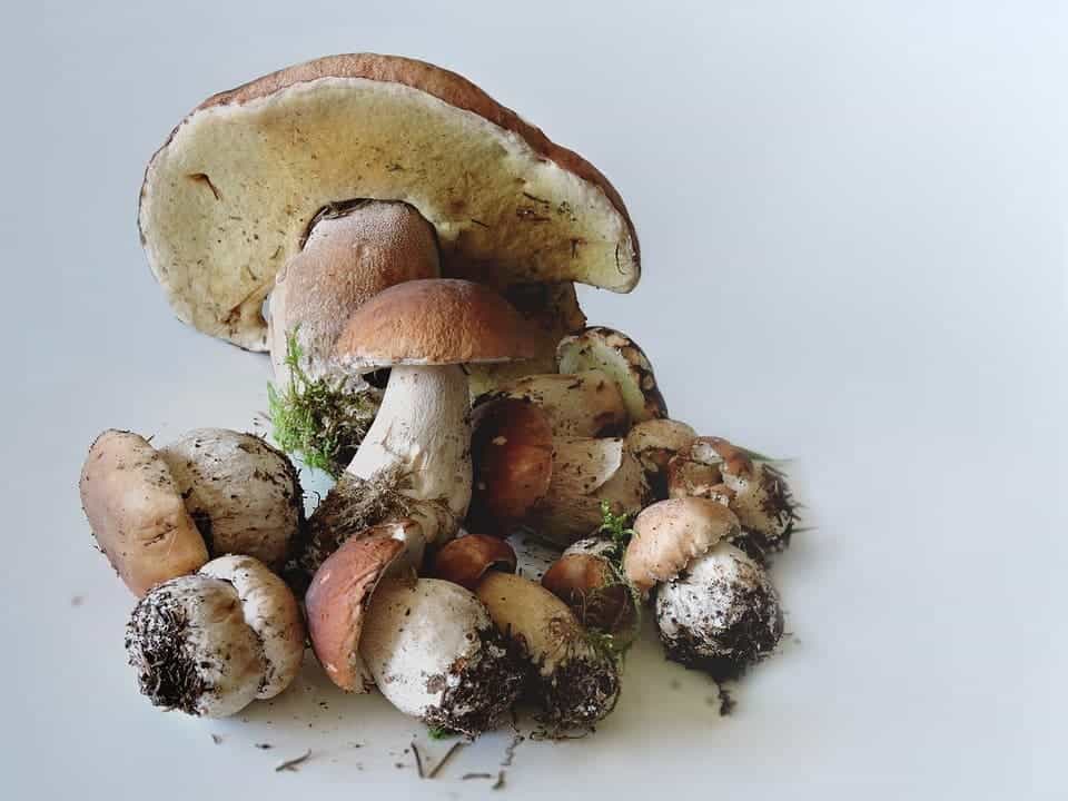 Porcini mushrooms.