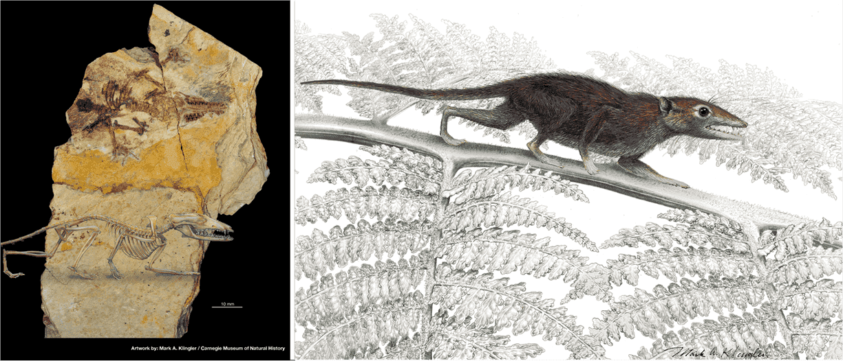 Juramaia, the mammal ancestor. Fossil found in a previous study in China. Composite: Zhe-Xi Luo/Mark Klingler/Carnegie Museum of Natural History.