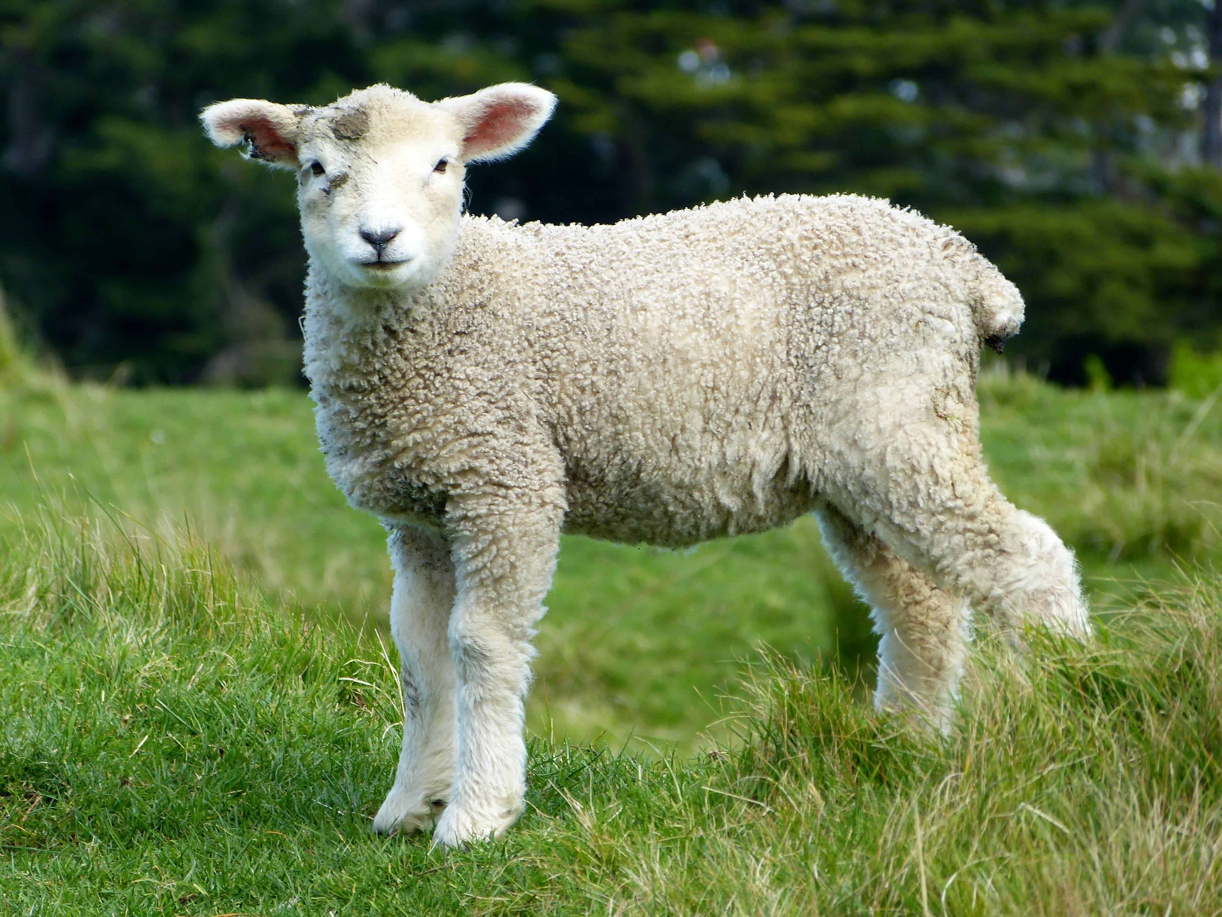 Sheep can be trained to recognise human faces from photographic portraits – and can even identify the picture of their handler without prior training.