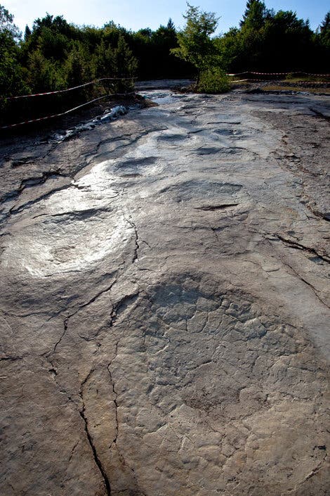 The sauropod trackway excavated in Plagne, France. Credit: P. Dumas.