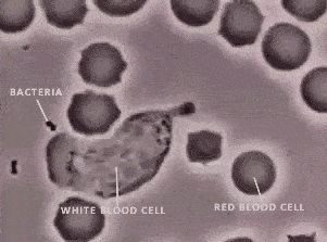 White cell chasing bacteria.