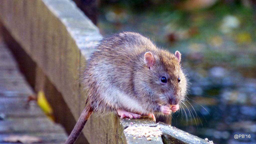Brown Rat (Rattus norvegicus). Credit: Pete Beard, Flickr.