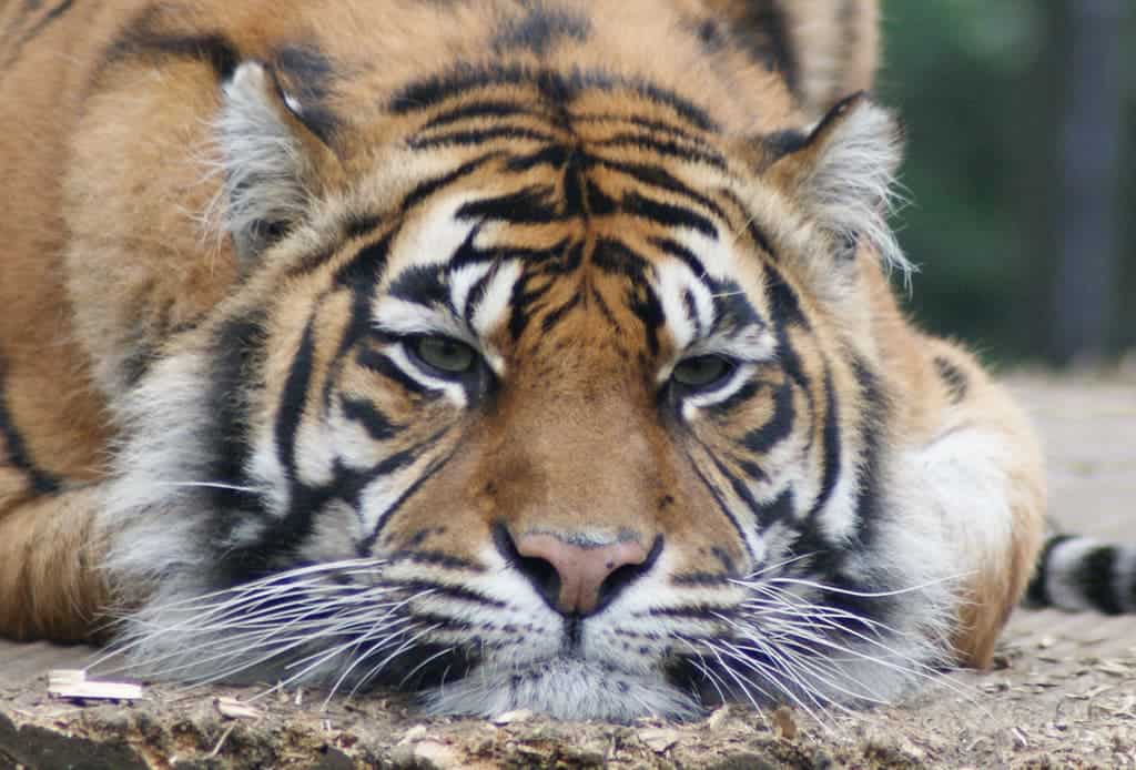 Things aren't looking to good for the Sumatran Tiger. Image credits: Spencer Wright / Flickr.