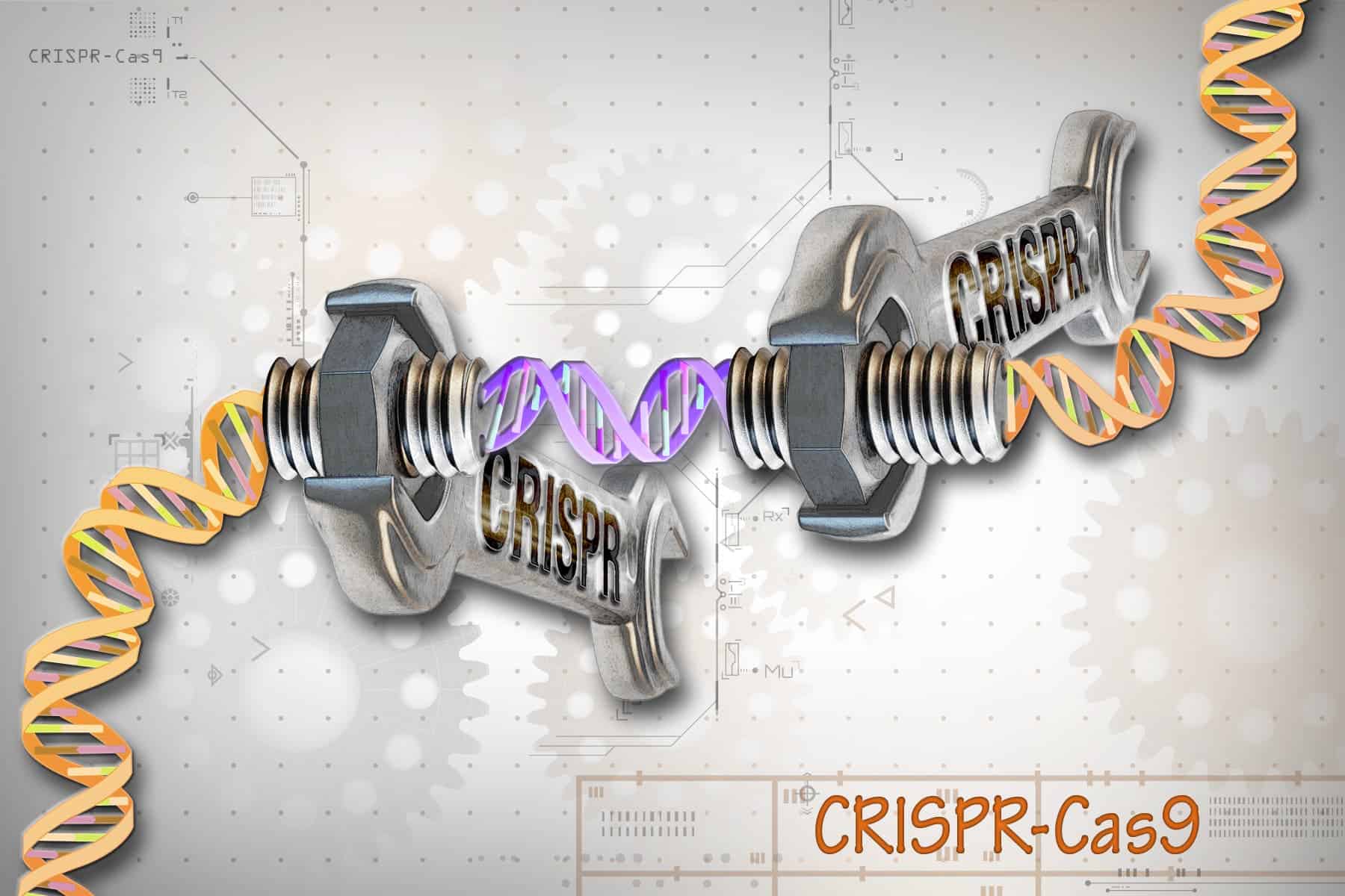 CRISPR-Cas9 is a customizable tool that lets scientists cut and insert small pieces of DNA at precise areas along a DNA strand.  Credits: National Human Genome Research Institute (NHGRI) from Bethesda, MD, USA.