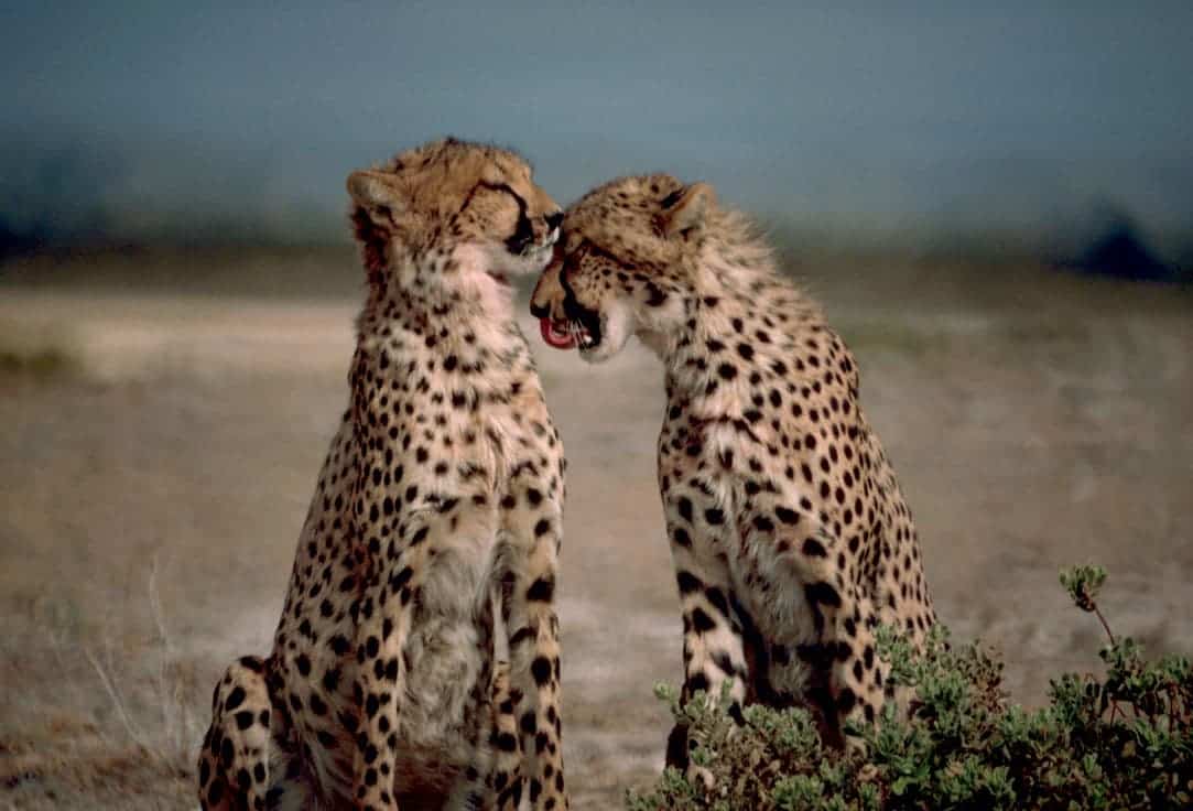 Cheetahs grooming each other. Image credits: Stolz, Gary M., U.S. Fish and Wildlife Service.