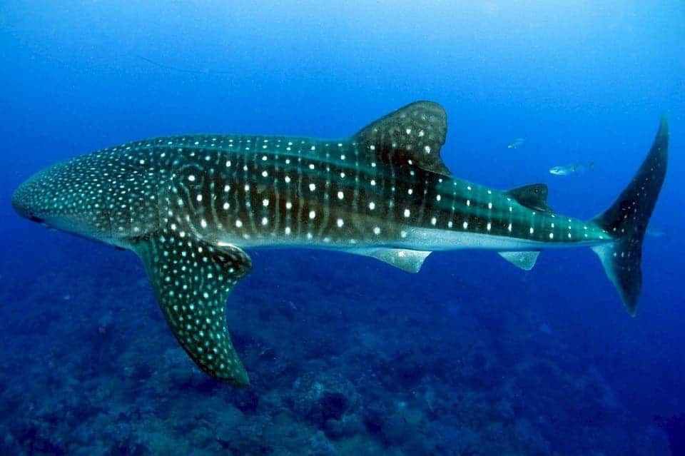The white spots on a whale shark do kind of look like stars in the night sky. Image via Max Pixel.