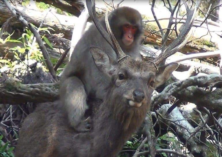 An adolescent female Japanese macaque on the back of a male sika deer. Courtesy of Noëlle Gunst